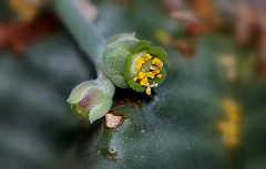 Euphorbia meloformis (6)