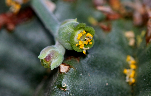 Euphorbia meloformis (7)