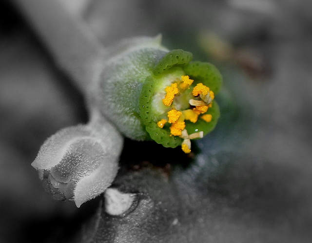Euphorbia meloformis (8)