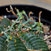 Euphorbia meloformis (9)