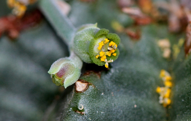 Euphorbia meloformis (10)