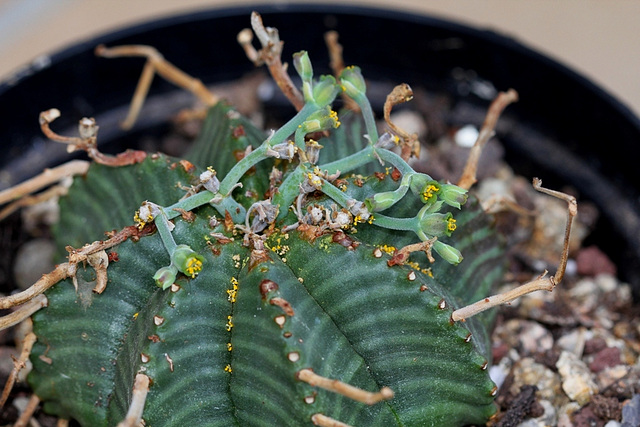 Euphorbia meloformis (11)