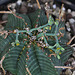 Euphorbia meloformis (12)