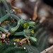 Euphorbia meloformis (13)