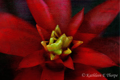 Red Bromeliad French Kiss - Explored March 4, 2012 #445