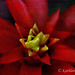 Red Bromeliad French Kiss - Explored March 4, 2012 #445