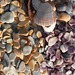 Greg's shells