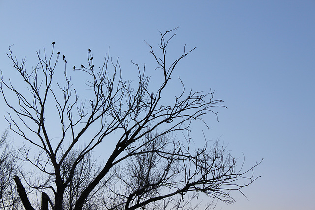 Birds at twilight