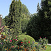 Massif varié- Jardin Vinay - Taxus baccata