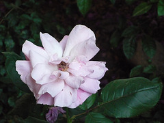 Flor b. rosada 4
