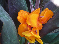 Flor naranja 5