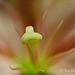 Tiger Lily Macro - First Place Florida State Fair 2012