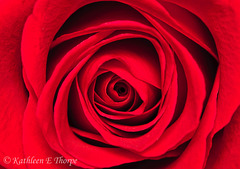 Red Rose Macro 41712