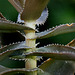 Aloe ciliaris (2)