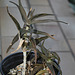 Aloe ciliaris (3)
