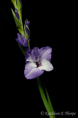 Gladiolus Purple on Black Explore May 15, 2012 #486
