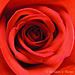 Red Rose Macro - First Image with Nikon P510