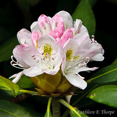 Rhododendrum blossom