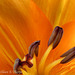 Tiger lily stacking 071812