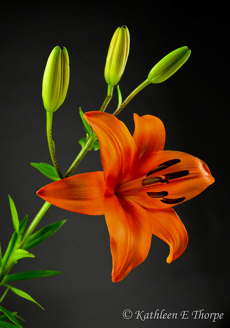 Lily orange  071812