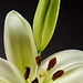 Tiger Lily macro white 071812