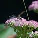 20120901 1283RD8w [D~LIP] Fetthenne, Insekt, Bad Salzuflen