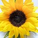 Sunflower 090412