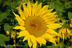 You Are the Sunflower of My Life - Apologies to Stevie Wonder!  View large.  Explore November 3, 2012.