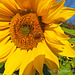 Sunflower and Honey Bee -  View Large.