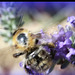 juillet   les abeilles et bourdons