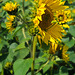 Sunflower - Six Heads on One Stem! Explore November 17, 2012