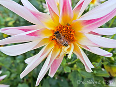 Honey Bee and Hostess - Explore November 19, 2012