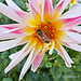 Honey Bee and Hostess - Explore November 19, 2012