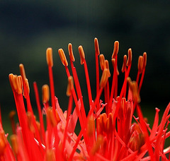 Scadoxus multiflorus- Alerte rouge