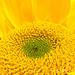 Sunflower Macro 031213