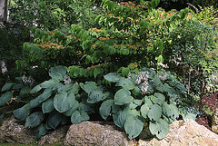 Viburnum plicatum et Hosta