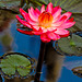 Water Lily 2 Eureka Springs 032613