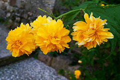 Fleurs jaunes