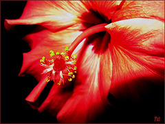 Coeur d  hibiscus