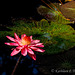 Water Lily Eureka Springs 032613