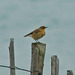 Wheatear - resting on the way to Africa