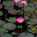 Water Lily Watercolor 2 Eureka Springs 032613