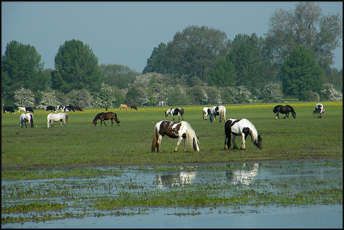 Port Meadow ponies