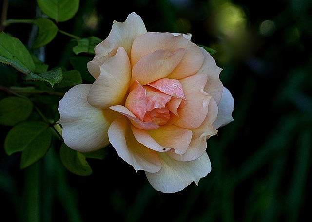Rose (2)