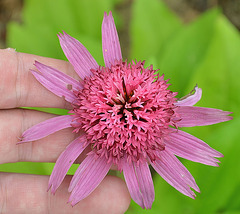 Echinacea purpurea 'pink double delight' DSC 0230