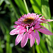 Echinacea double  (4)