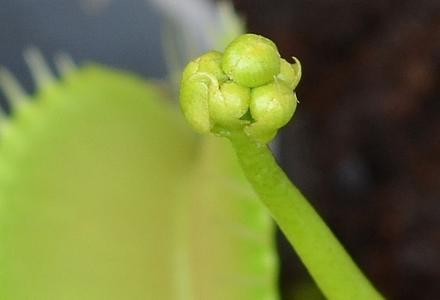 Dionaea DSC 0245