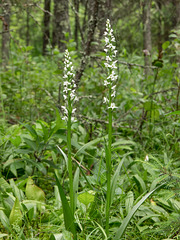 Platanthera dilatata var. dilatata (Scentbottle orchid)