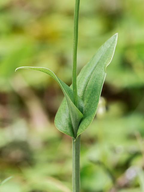 Malaxis unifolia (Green Adder's-mouth orchid) unusual two-leaf form