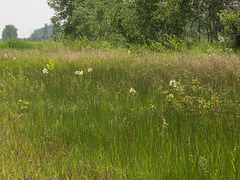 Platanthera praeclara (Western Prairie Fringed orchid) growing in the ditches